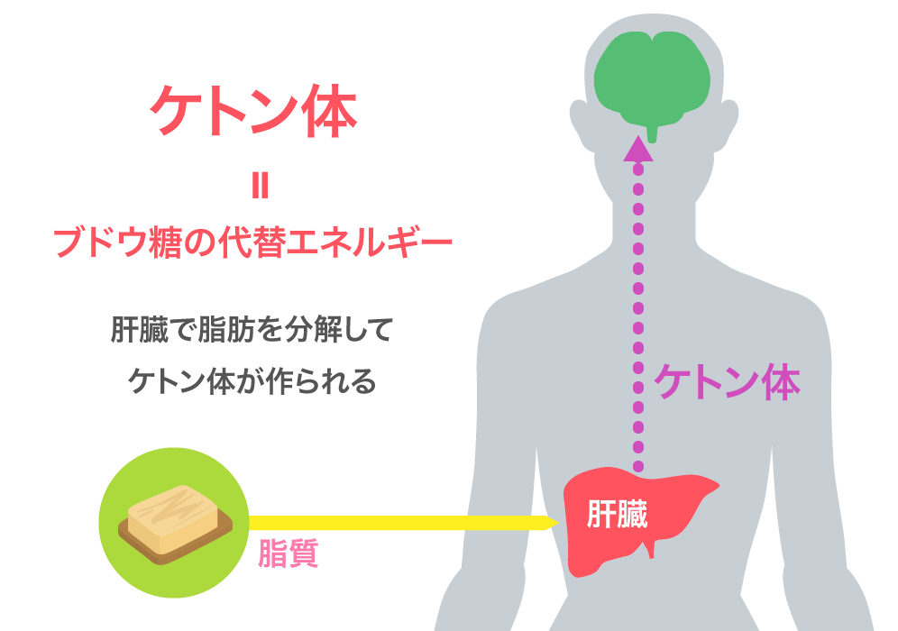 ケトン体生成