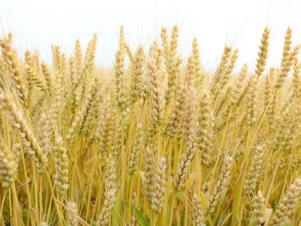 小麦